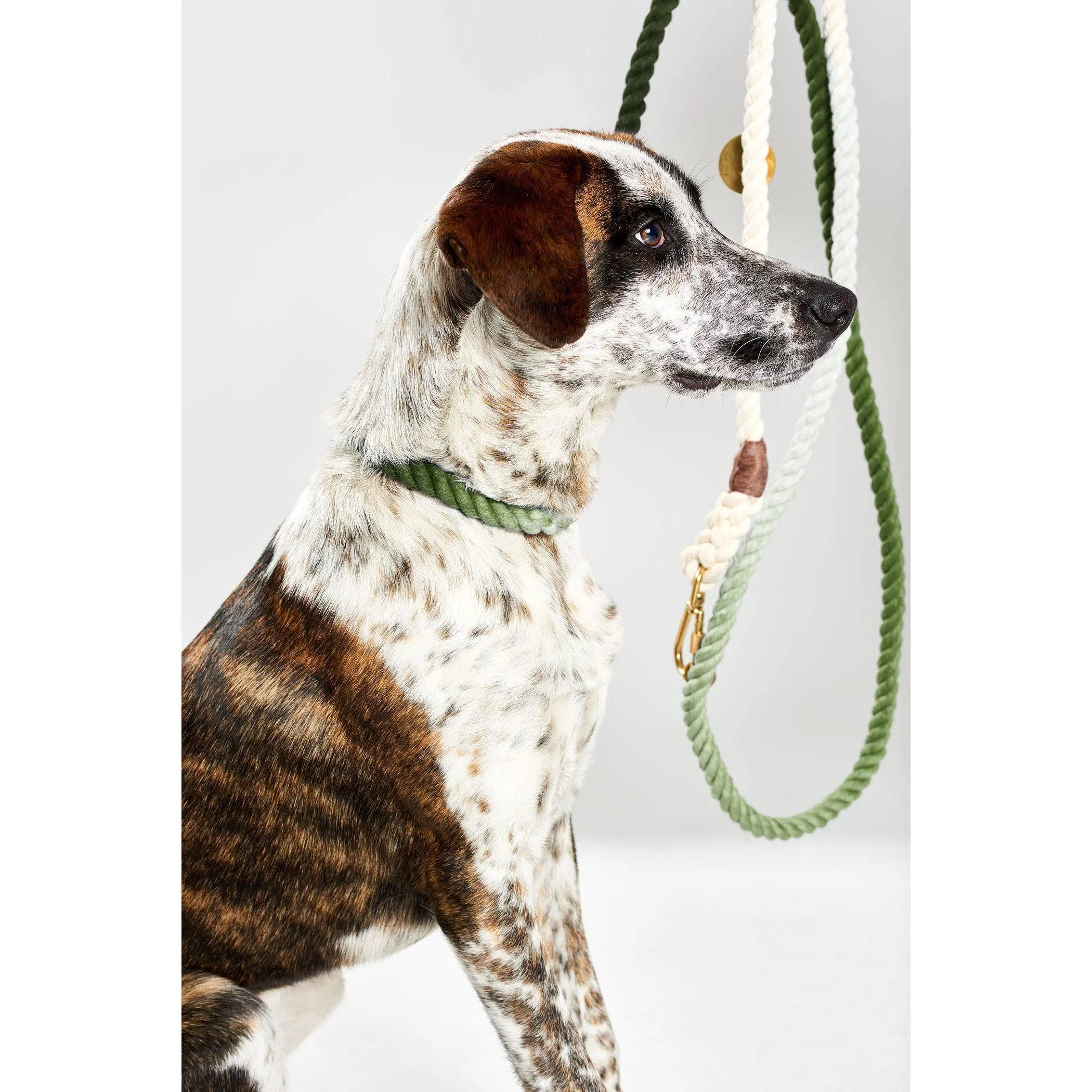 Found My Animal | Olive Ombre Cotton Rope Dog Collar